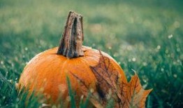 qq免费吃瓜秘密花园是真的吗